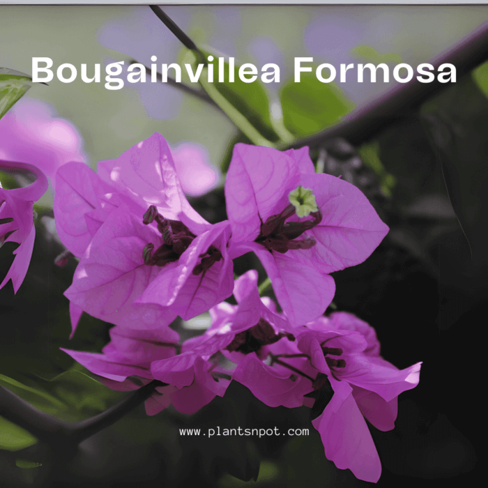 Lilac Purple Bougainvillea Formosa