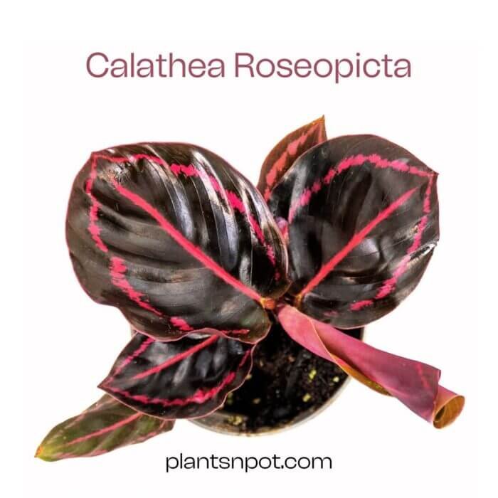 Calathea roseopicta 'Dottie' - Imported