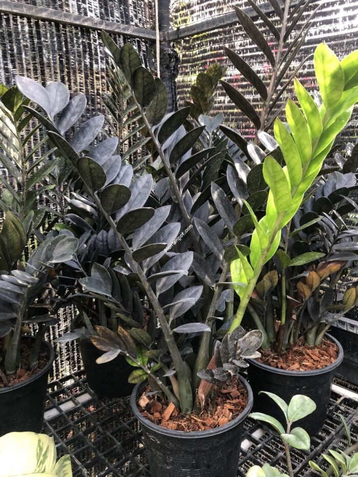 Raven Black ZZ Plant - Zamioculcas zamiifolia imported - Image 2