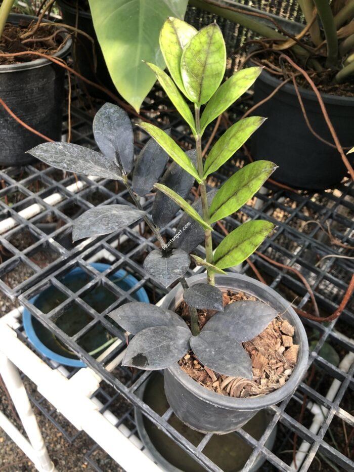 Raven Black ZZ Plant - Zamioculcas zamiifolia imported - Image 3