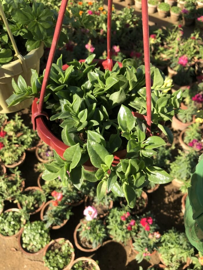 Hanging Basket with Plants - Image 5