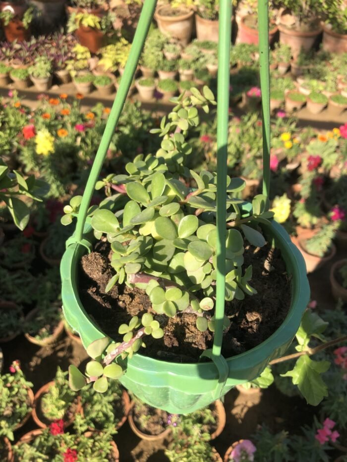 Hanging Basket with Plants