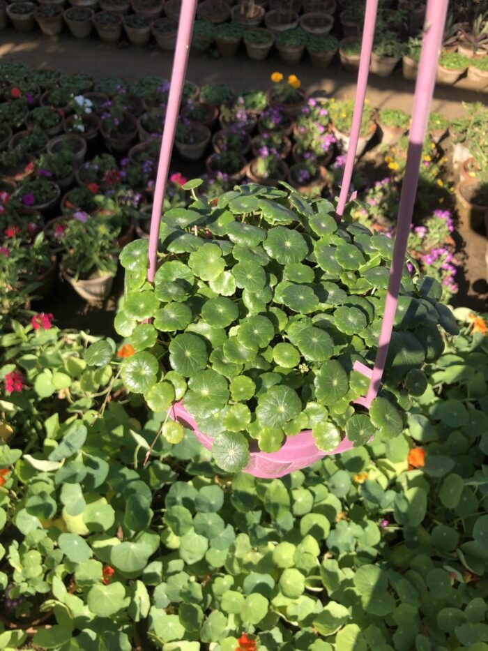 Hanging Basket with Plants - Image 2