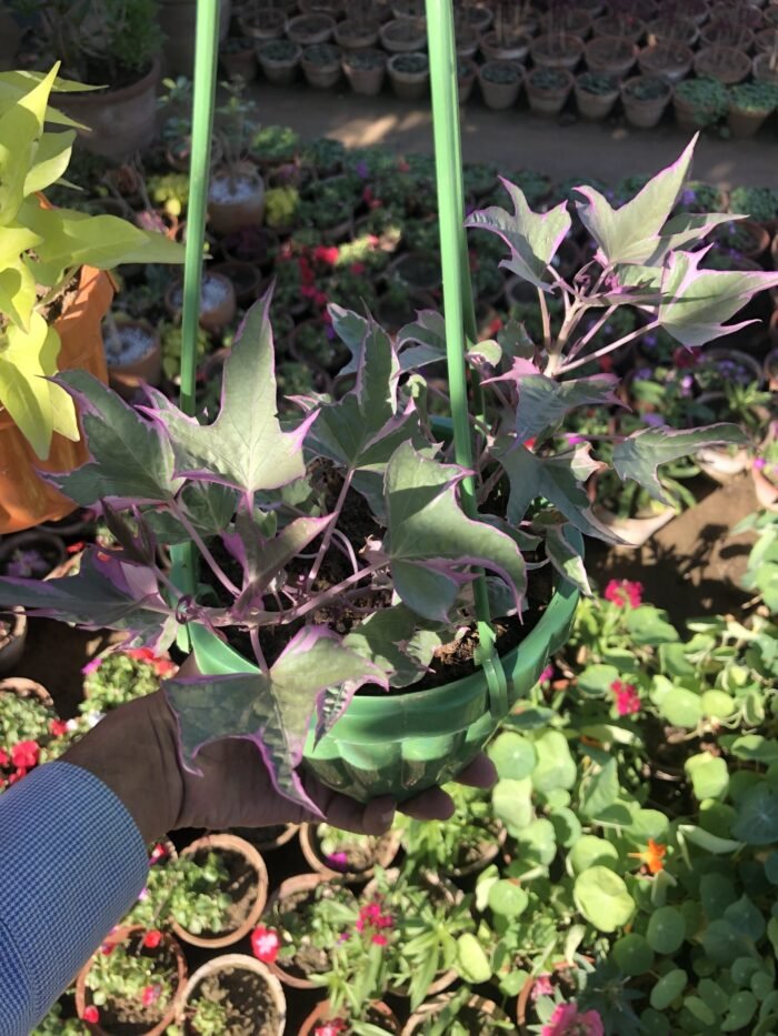 Hanging Basket with Plants - Image 3