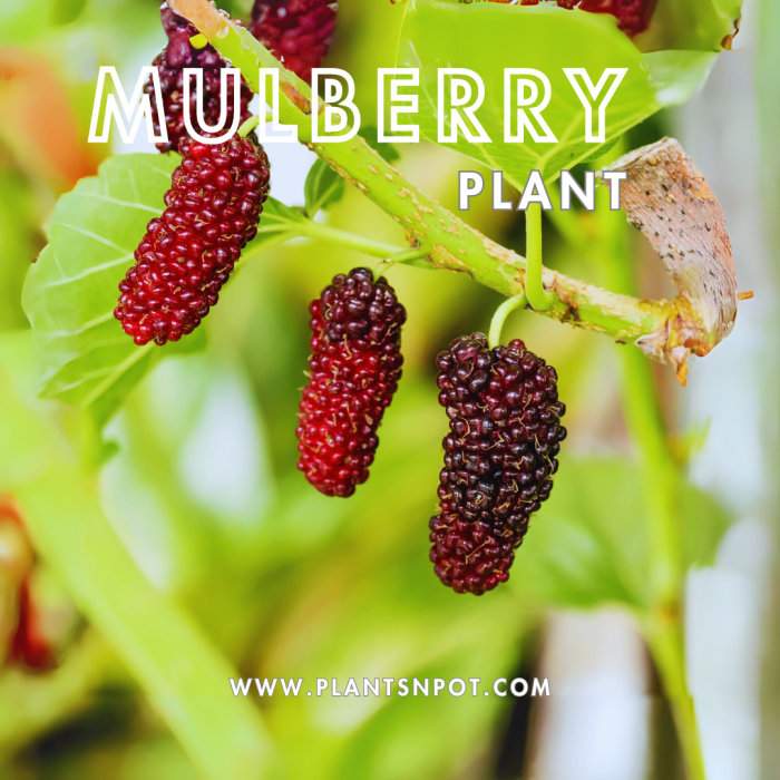 MULBERRY-700×700-1.png