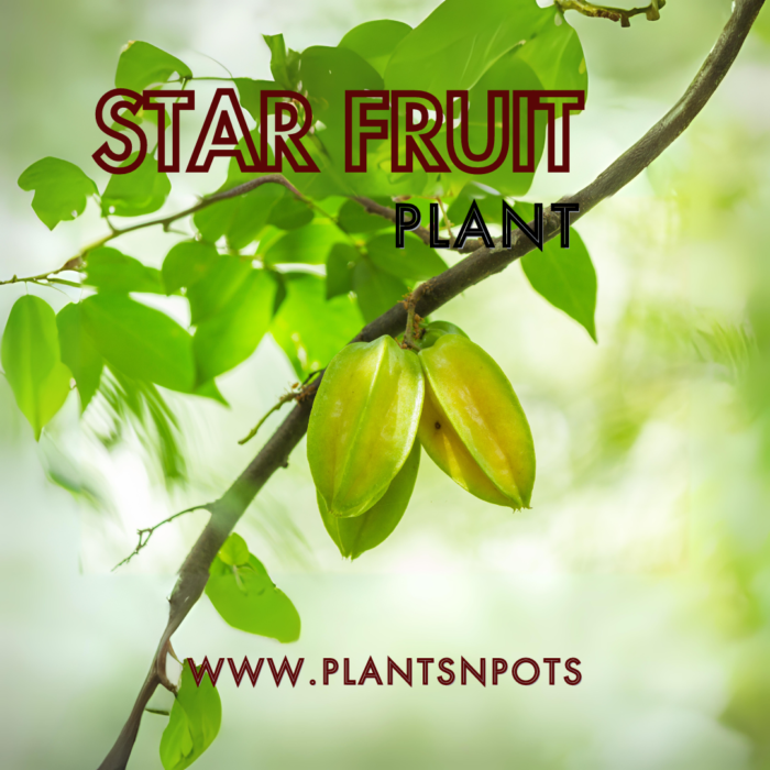 Star Fruit