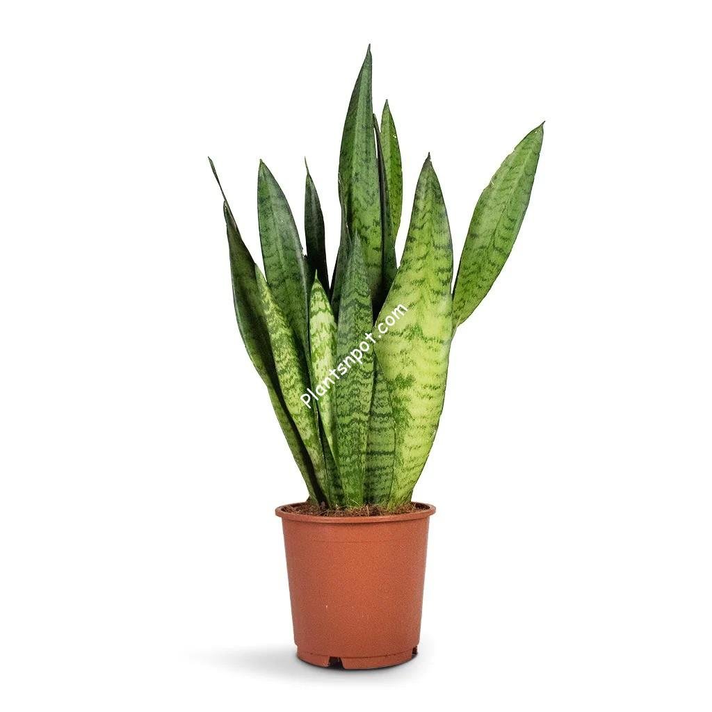 Sansevieria-zeylanica-Snake-Plant14x50cm_5000x-ezgif.com-webp-to-jpg-converter-1.jpg