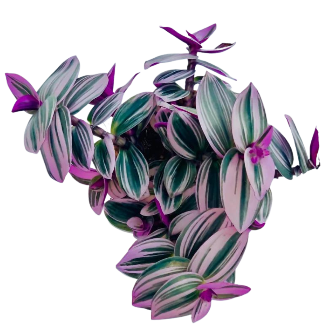 Tradescantia-Nanouk-Pink-Trailing-House-Plant-Full-Plant.png