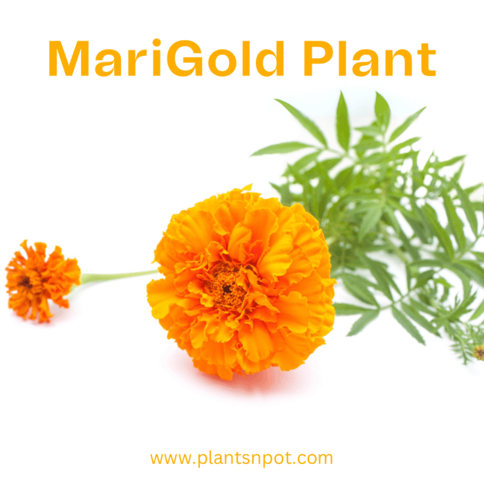 Mari Gold Flower Plant- گیندا