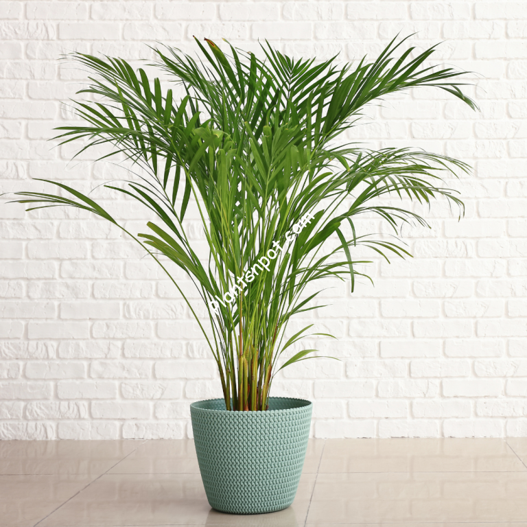 areca-palm-768×768-1.png