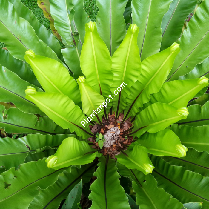 bird-nest-fern-700×700-1.png