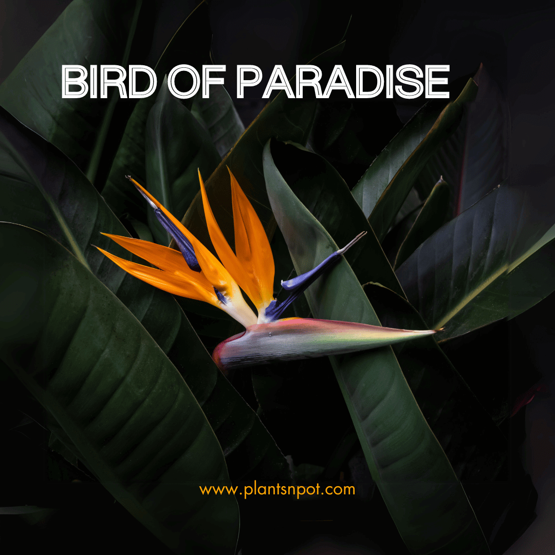 bird-of-paradise.png