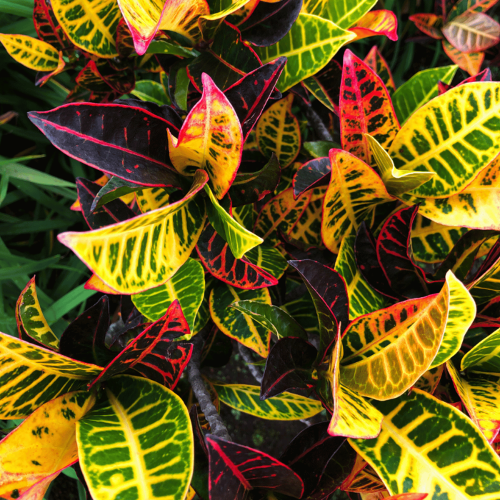 Croton | Codiaeum variegatum House Plant