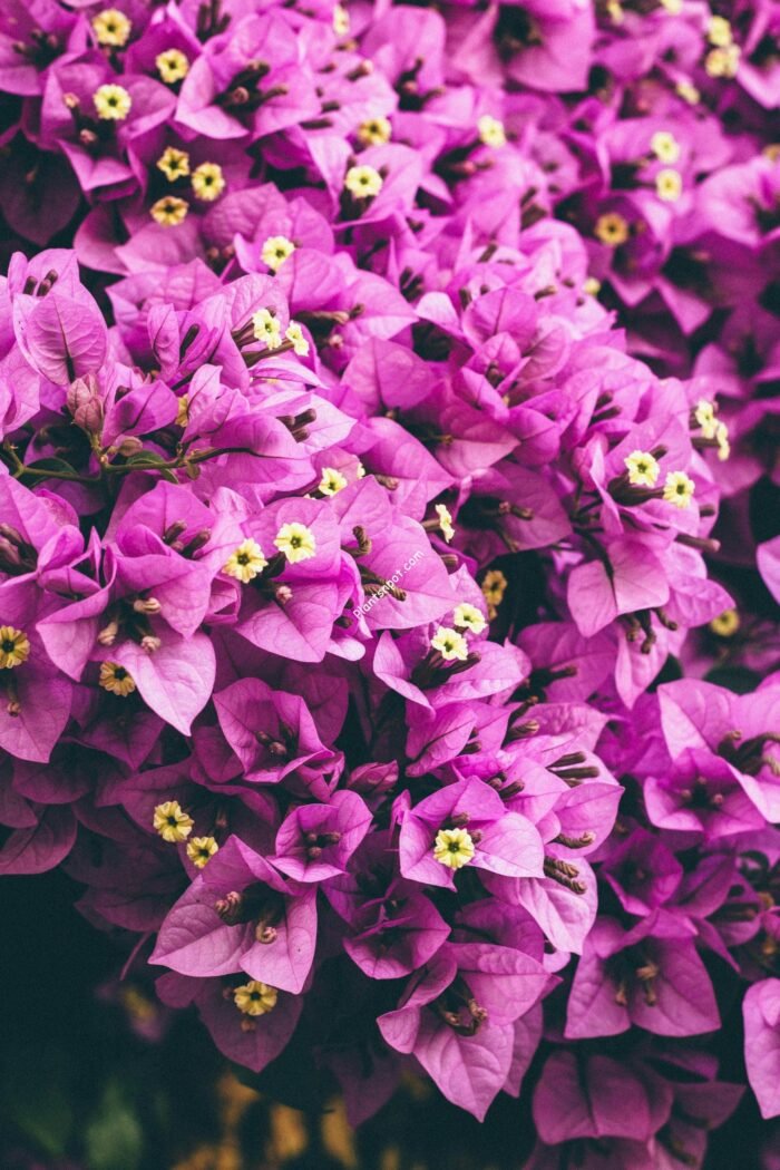 Bougainvillea- Flowering Plant