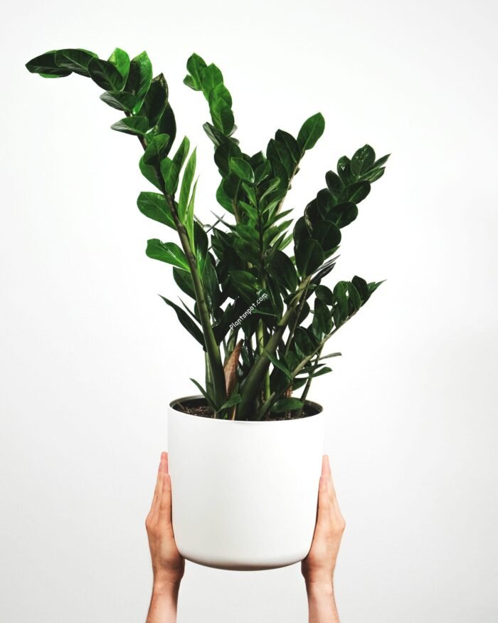 Raven Black ZZ Plant - Zamioculcas zamiifolia imported