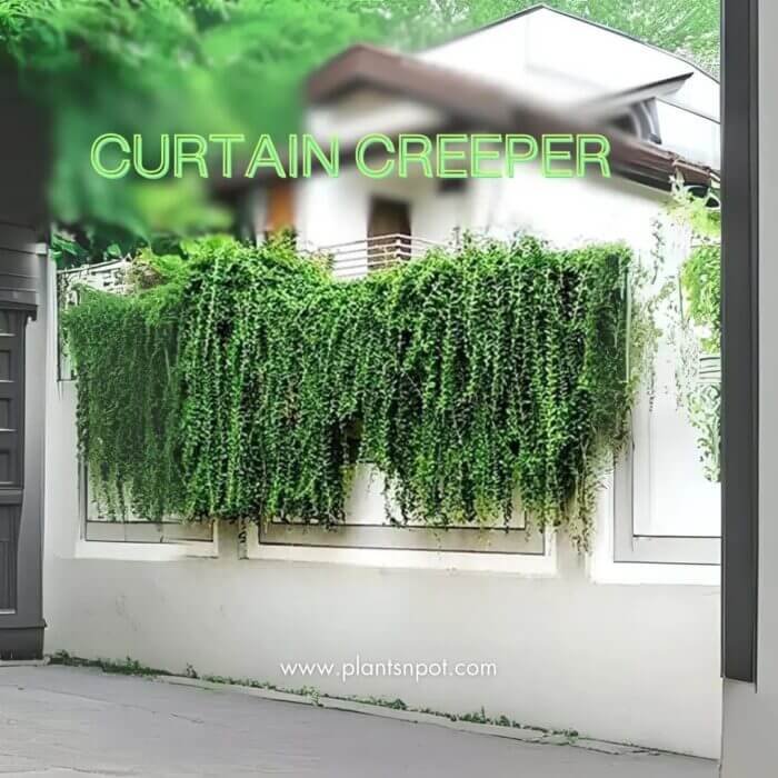 Curtain Creeper Bombay Creeper Parda Bael