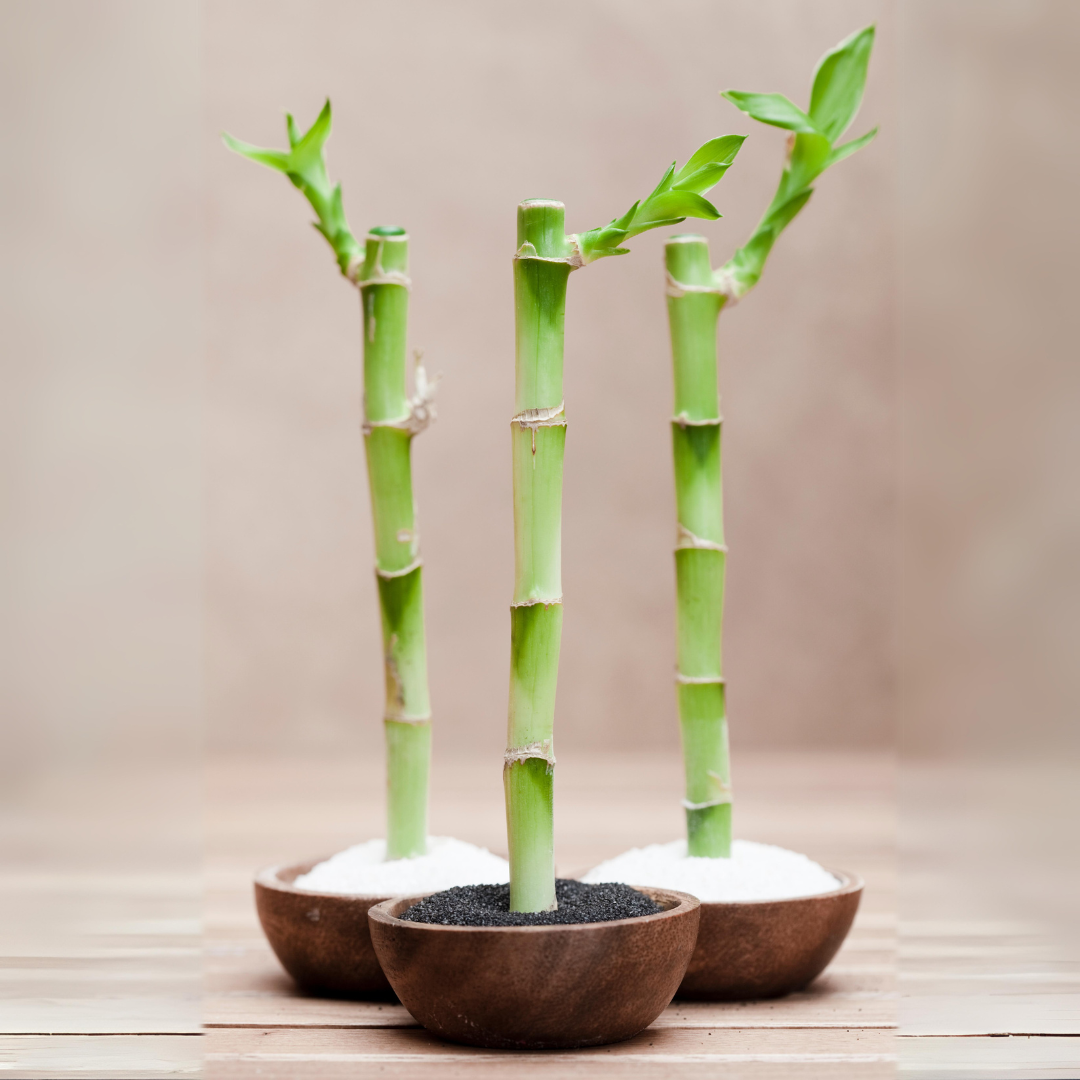 lucky-bamboo.png