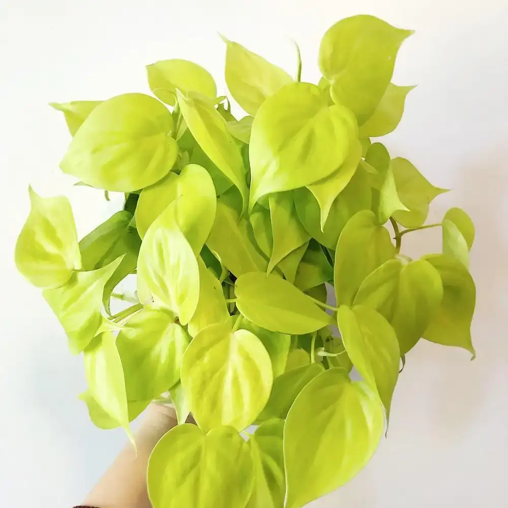 philodendron-lemon-lime.webp