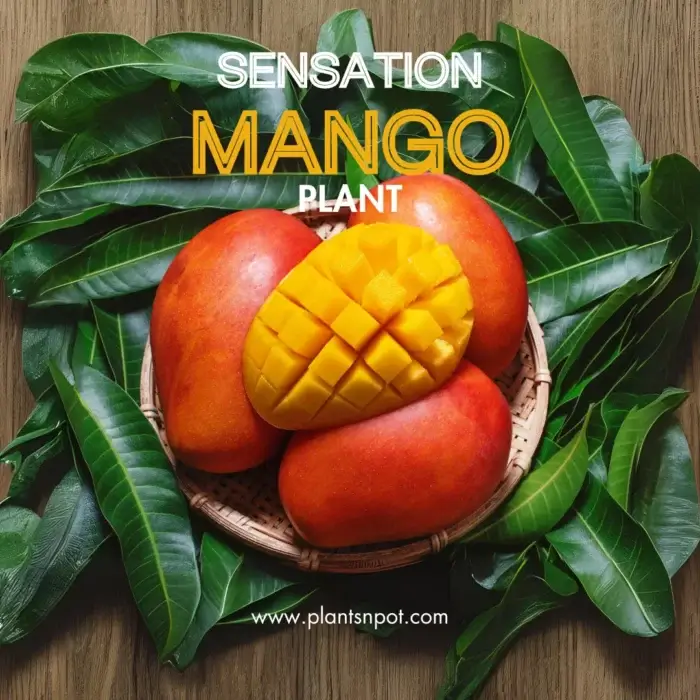 Sensation Mango Plants Grow Your Own Juicy Mangoes