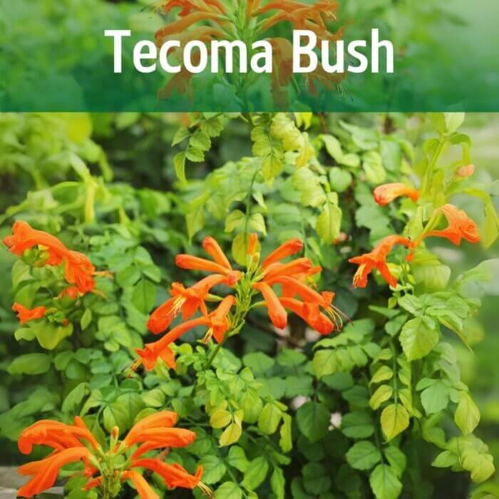 Orange Tecoma Bush (Tecoma stans)