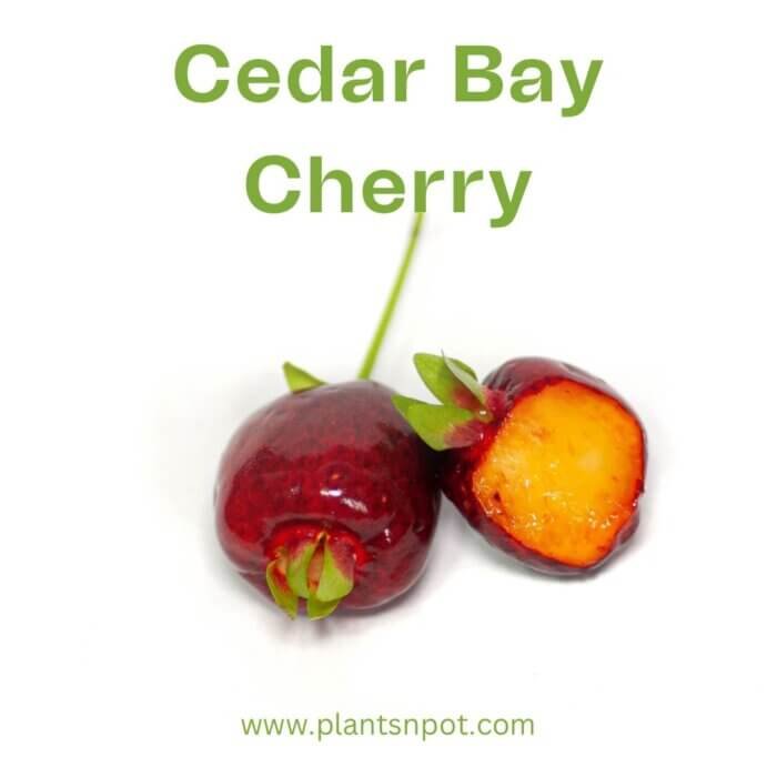 Cedar Bay Cherry Fruit Plant