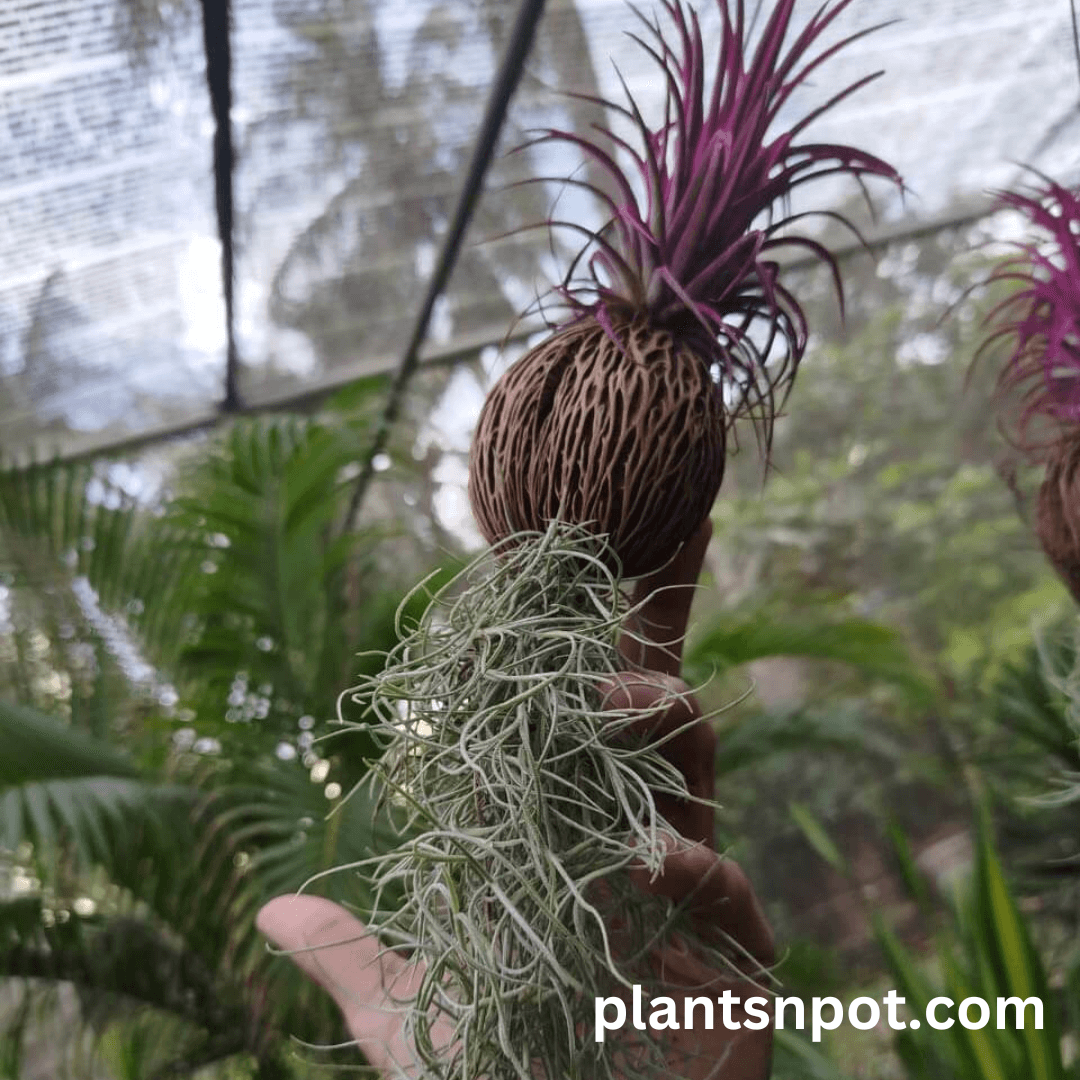 air plant