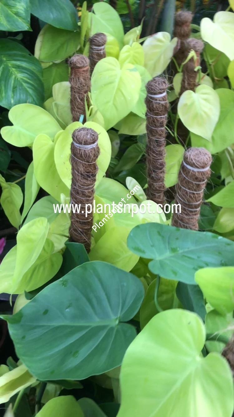 About Us Plants N Pots Order Plants and Planters online in Karachi Pakistan