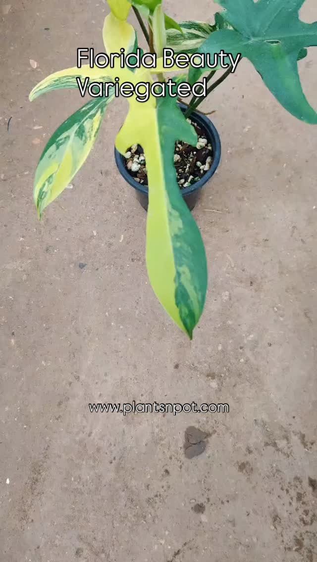 Florida Beauty Variegated – Available for Sale 🇵🇰 💚🌿

A rare collector’s plant with gorgeous variegation that gets better with every new leaf! ✨

🌱 Healthy plant
📍 Available in Pakistan
📦 Safe nationwide shipping
📩 DM to book before it’s sold!

Serious buyers only. First come, first served! 💚

#FloridaBeautyVariegated #FloridaBeauty #RarePlantsPakistan #plantsnpots Plantsnpots