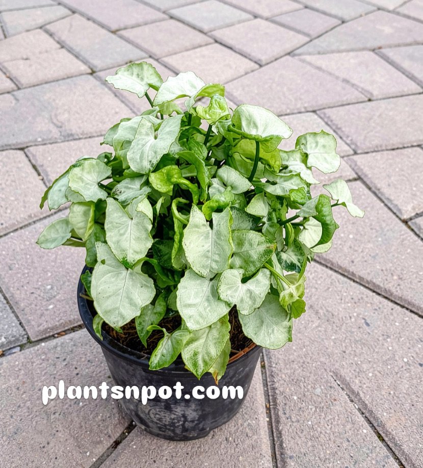 Syngonium Mini Pixie
🌿 How cute is this Syngonium Mini Pixie? 💚 Would you place it on your desk, shelf, or windowsill? Tell us below! 👇

 #PlantCommunity #IndoorPlants #syngonium #MiniPixie #plantsnpots