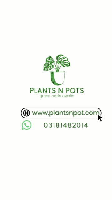Looking for a premium tropical look?
Malaysian Palm Tree — now available in Karachi.
Limited stock. Message us now.https://www.plantsnpot.com#plants #palm #treelovers #plantsnpots #karachi