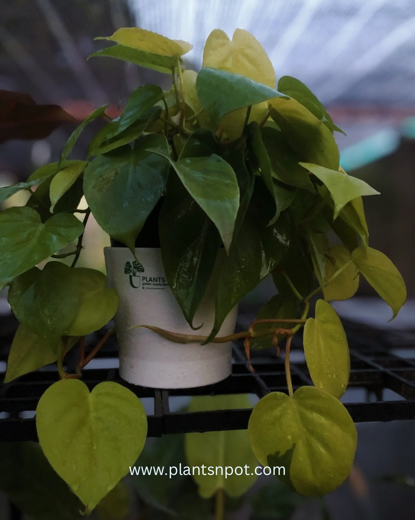 Add a pop of lemon-green freshness to your home or office.
💌Dm or Whatsapp @03181482014
#hangingplants #hangingbaskets #gulplaza #philodendronfriday #plantsnpots