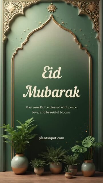 Eid Mubarak!

• www.plantsnpot.com

#eid #eidmubarak❤️ #festival #plantsnpots #plants