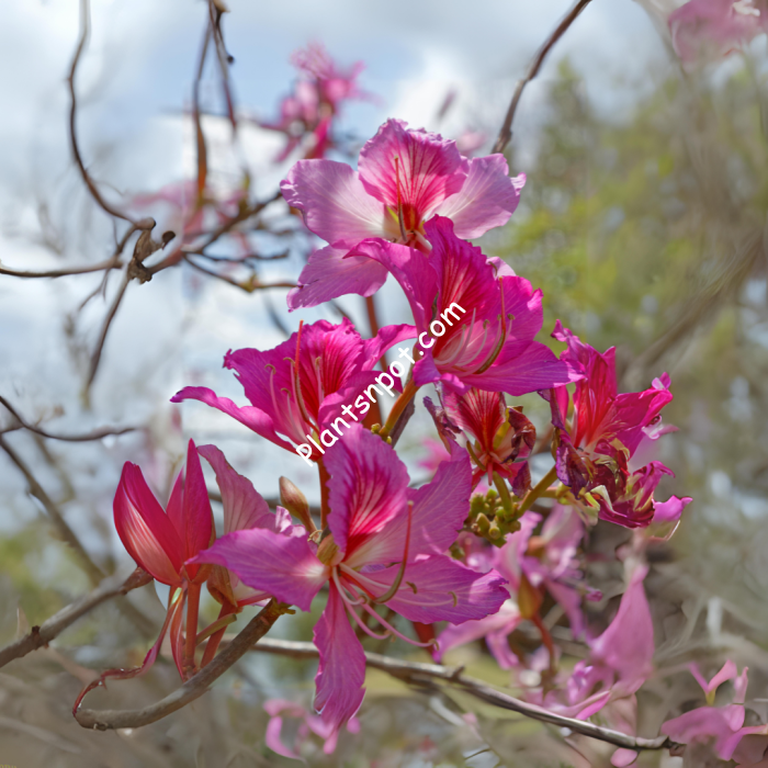 Bauhinia-Variegata-700×700