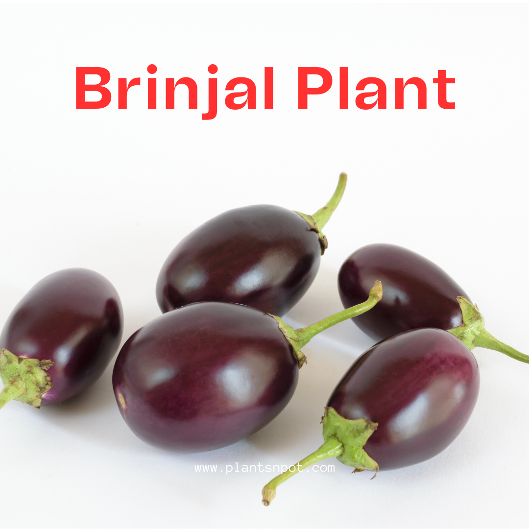 Brinjal plant