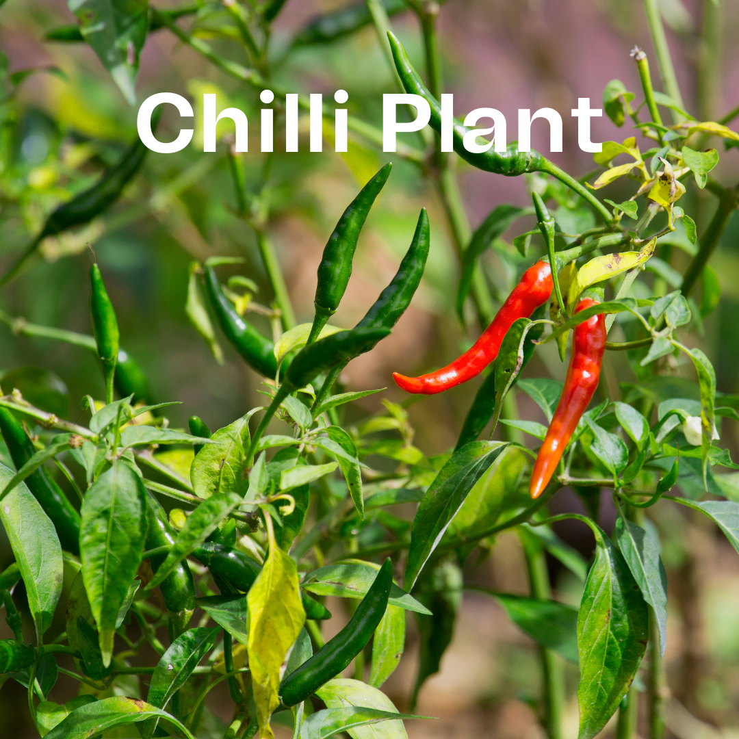 Chilli plant