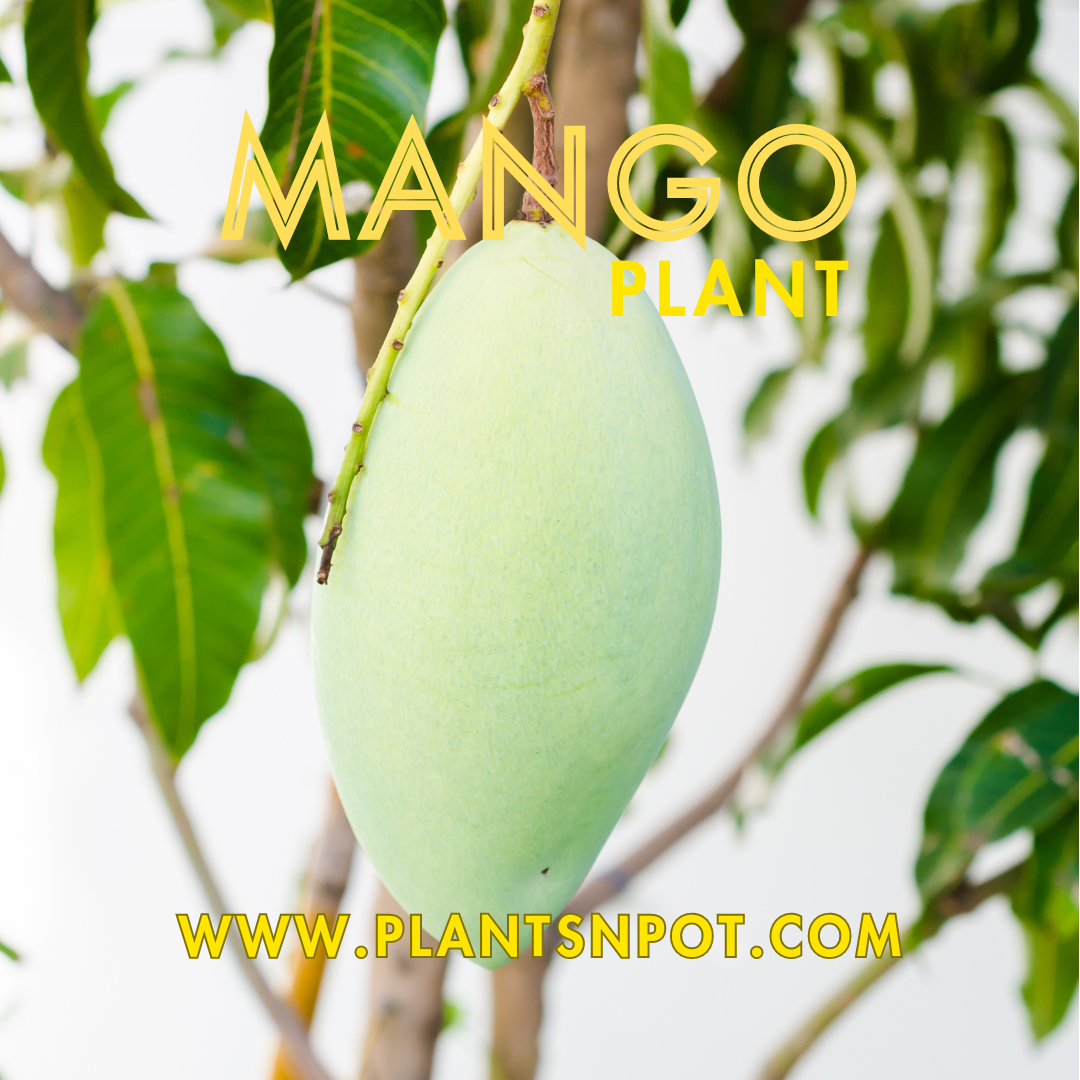 MANGO