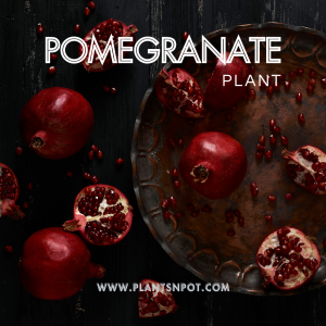 POMEGRANATE-300×300