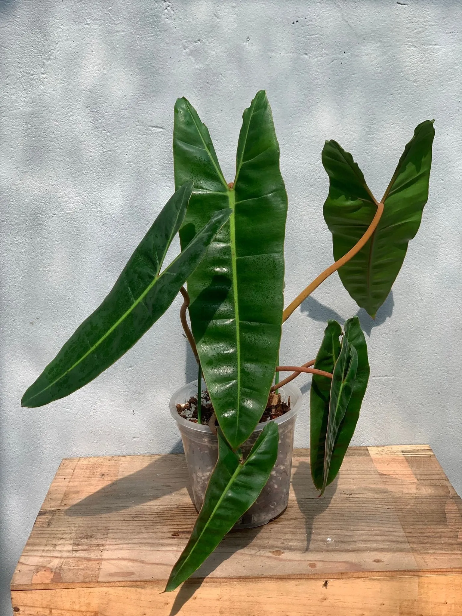 Philodendron-Billietiae-1