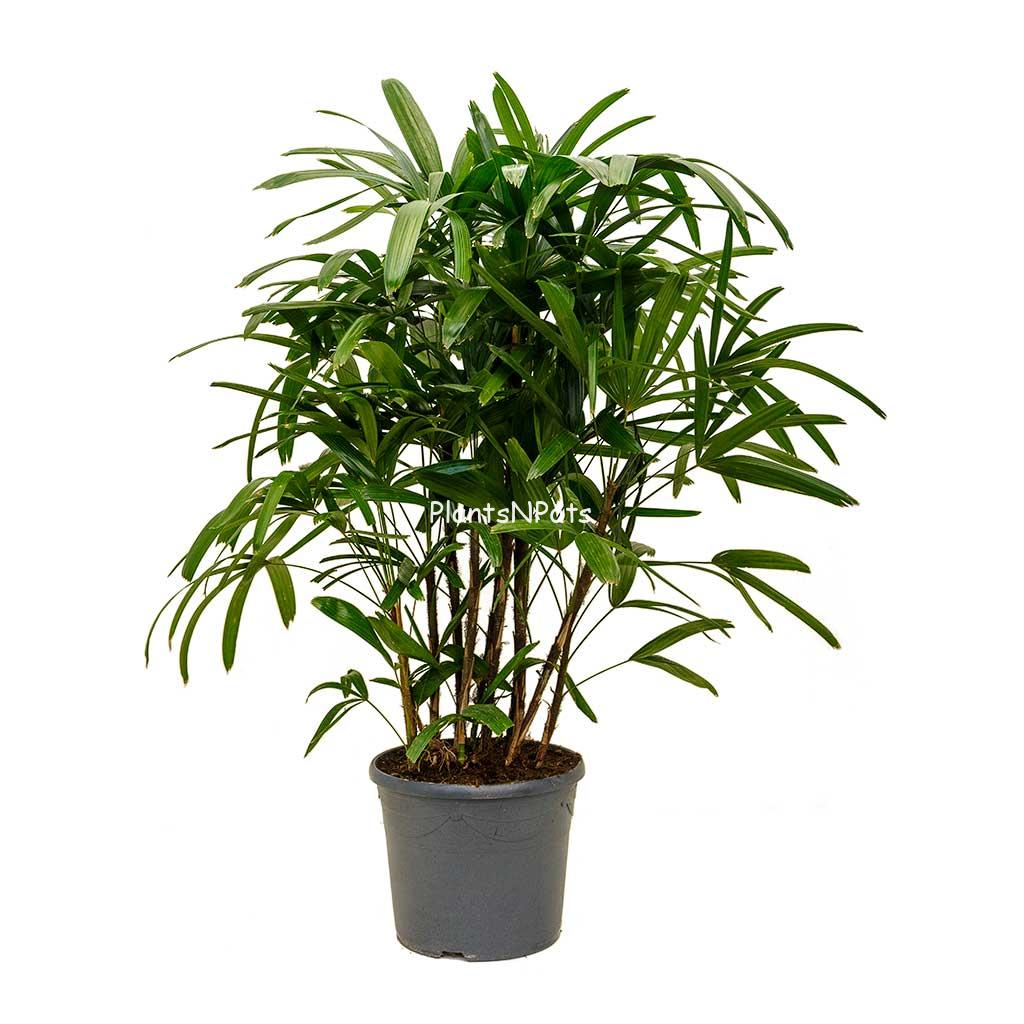 Rhapis-excelsa-Lady-Palm-XLarge_5000x