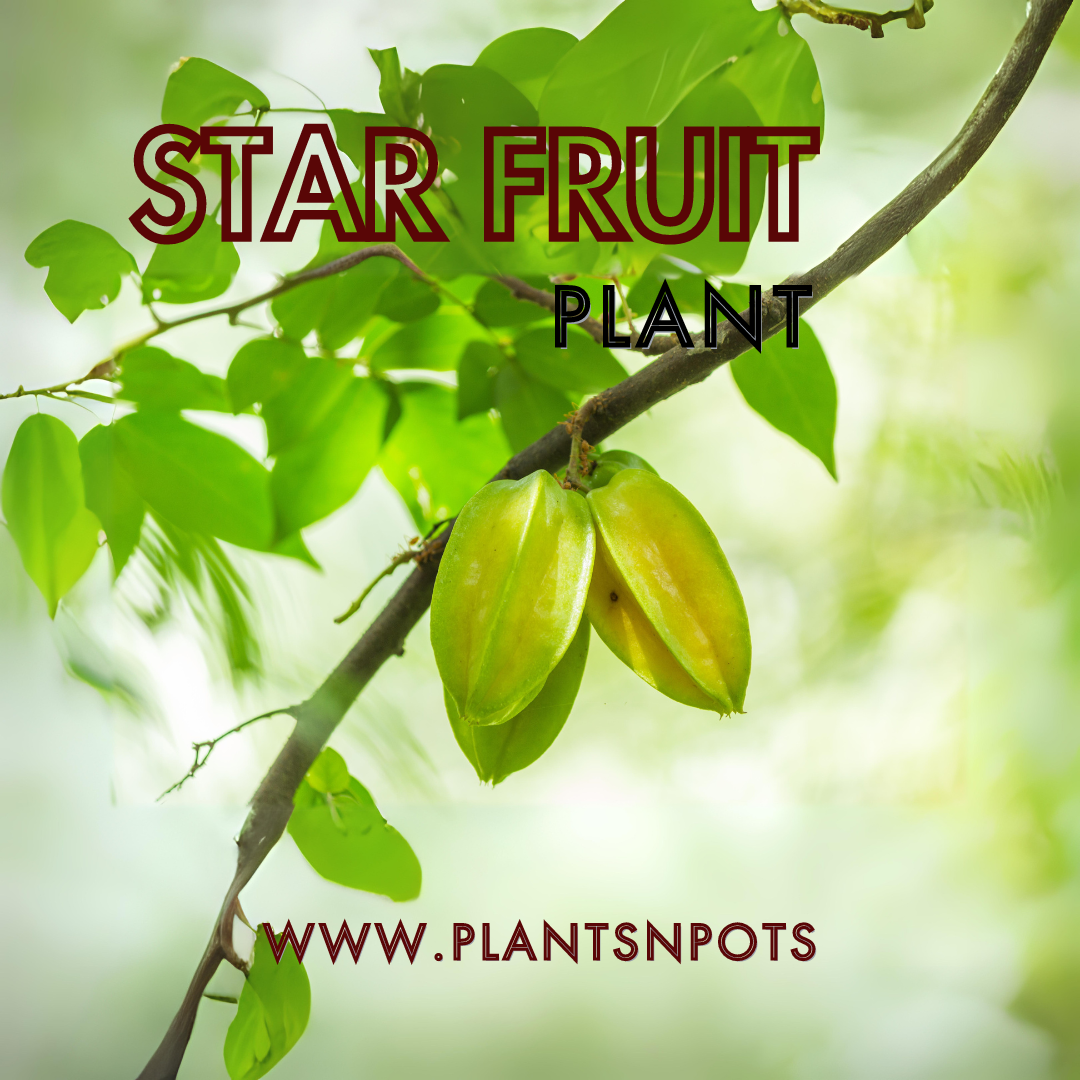 STAR FRUIT