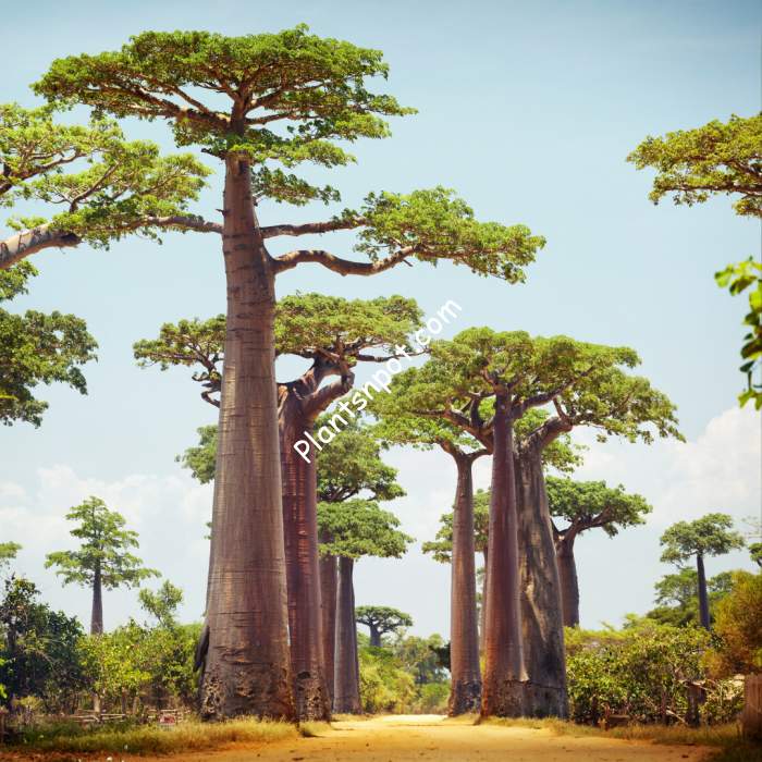 baobab-tree-1-700×700