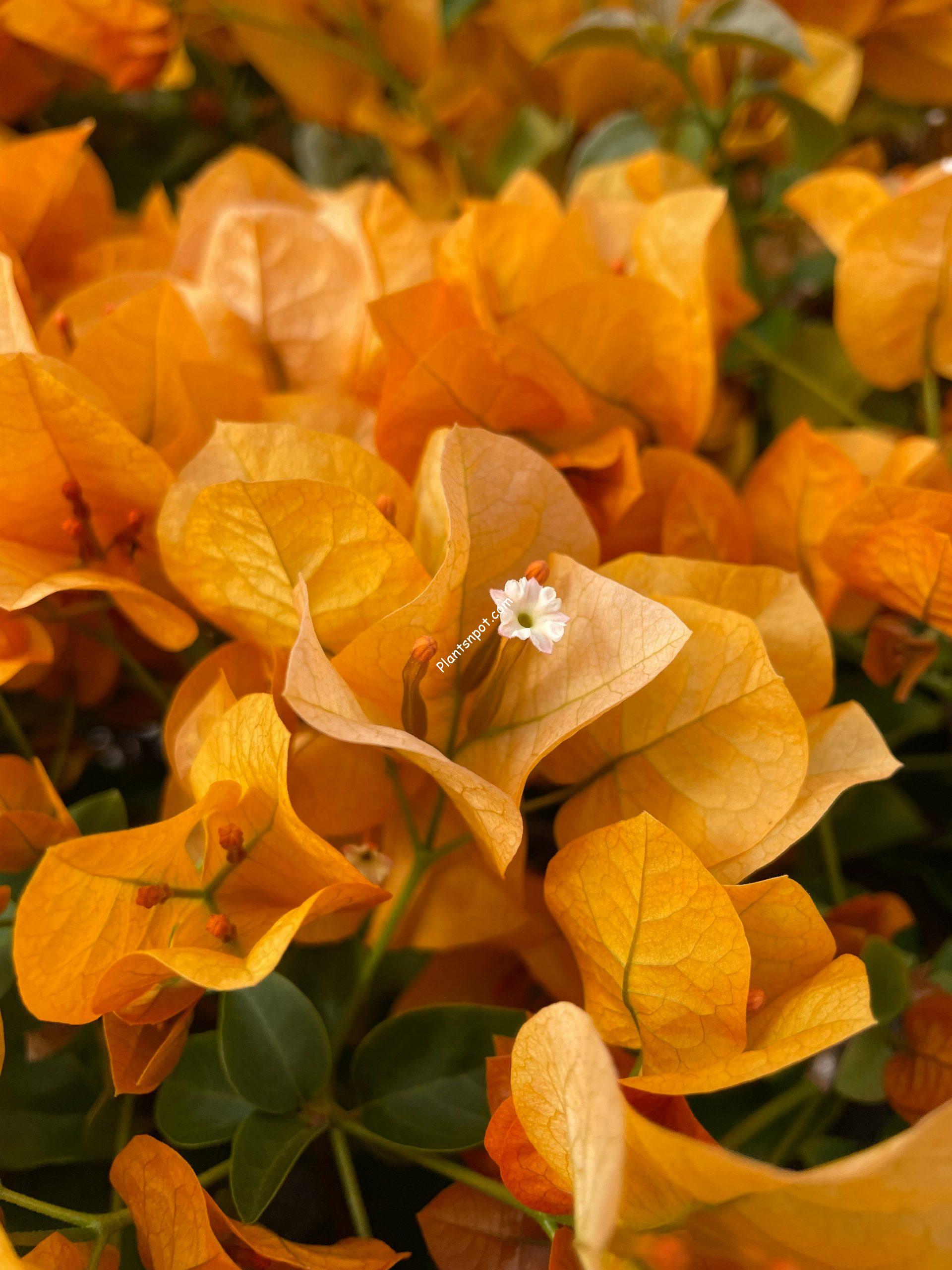 Orange bougainvillea