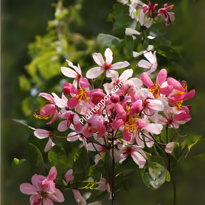 pink-shower-700×700