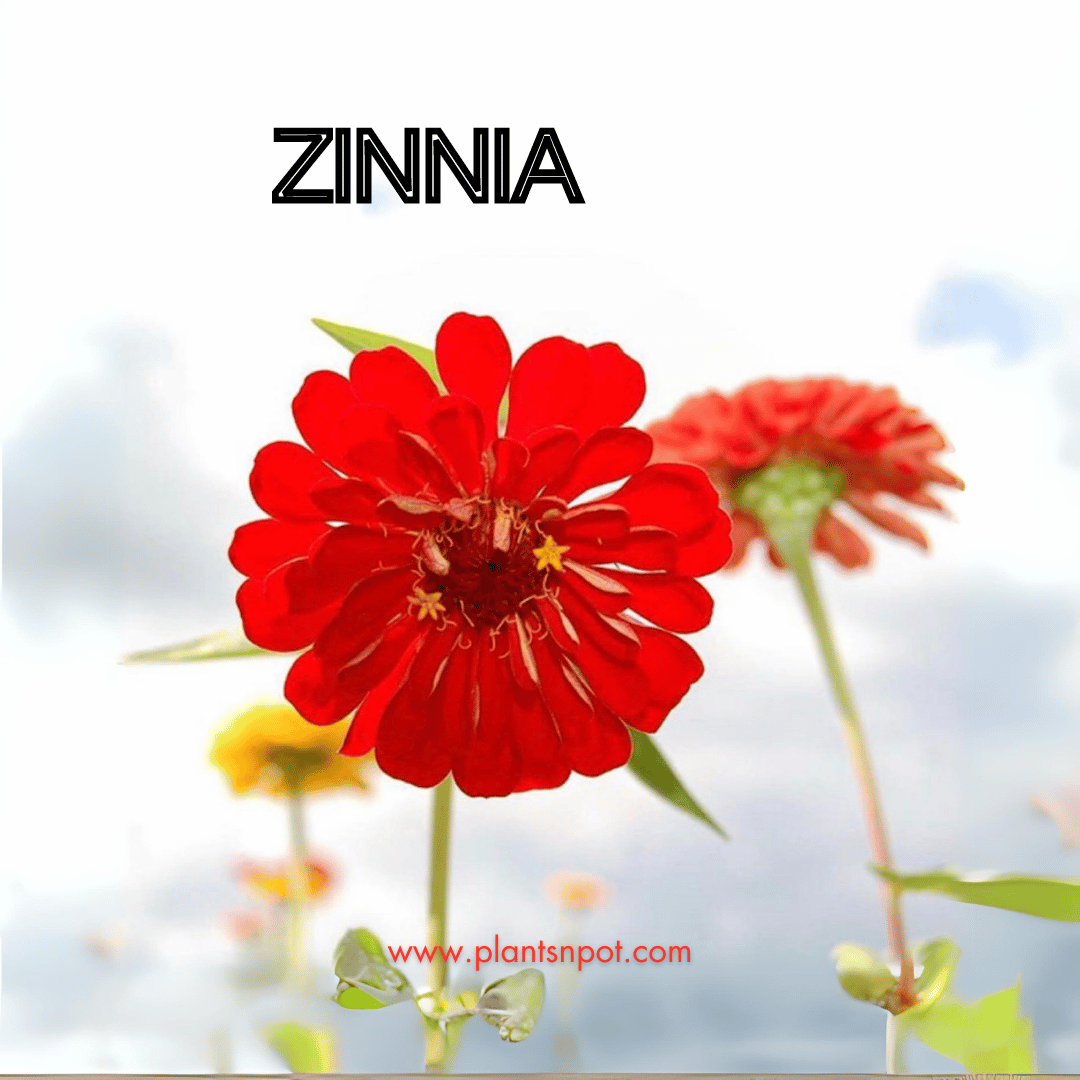 ZINNIA