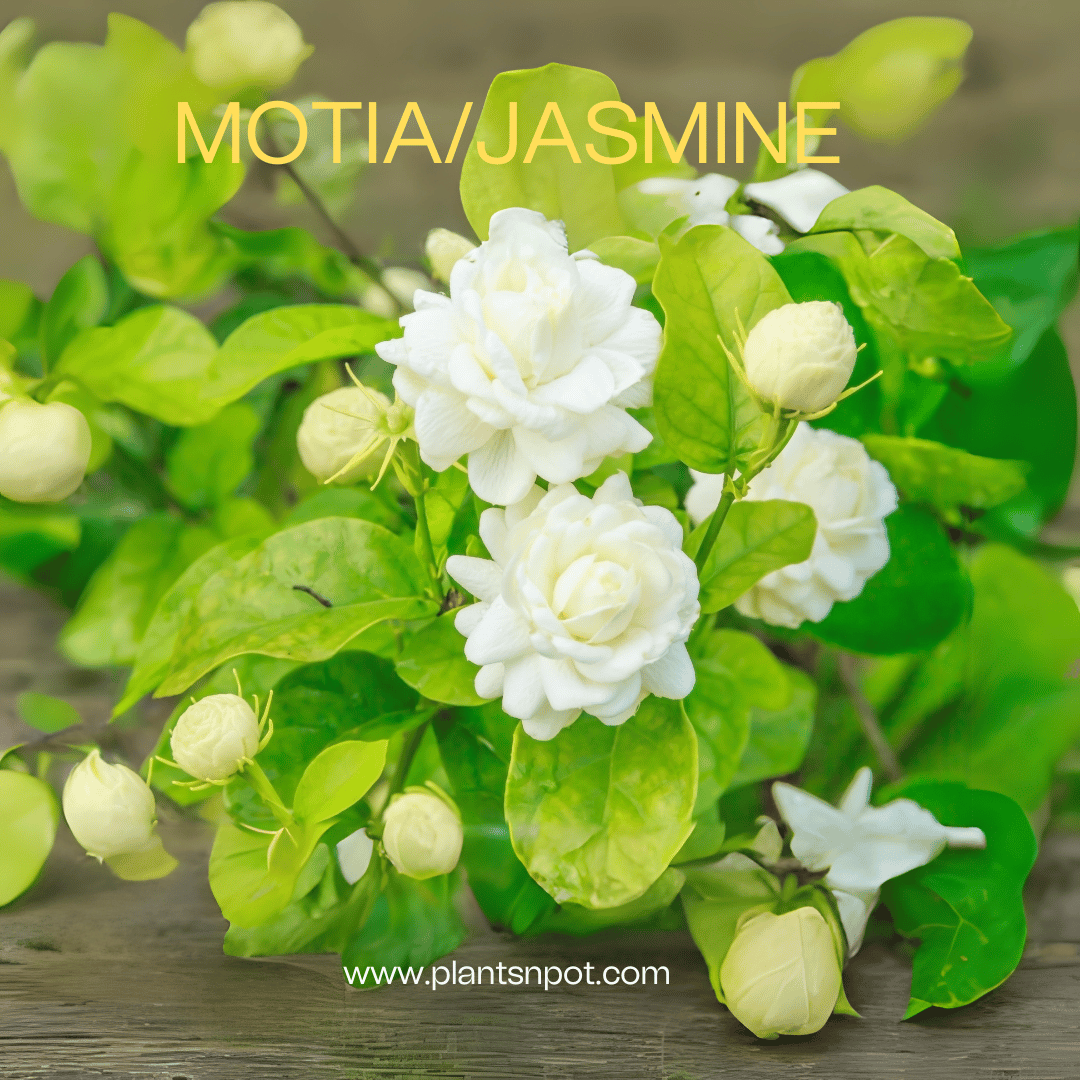 jasmine plant