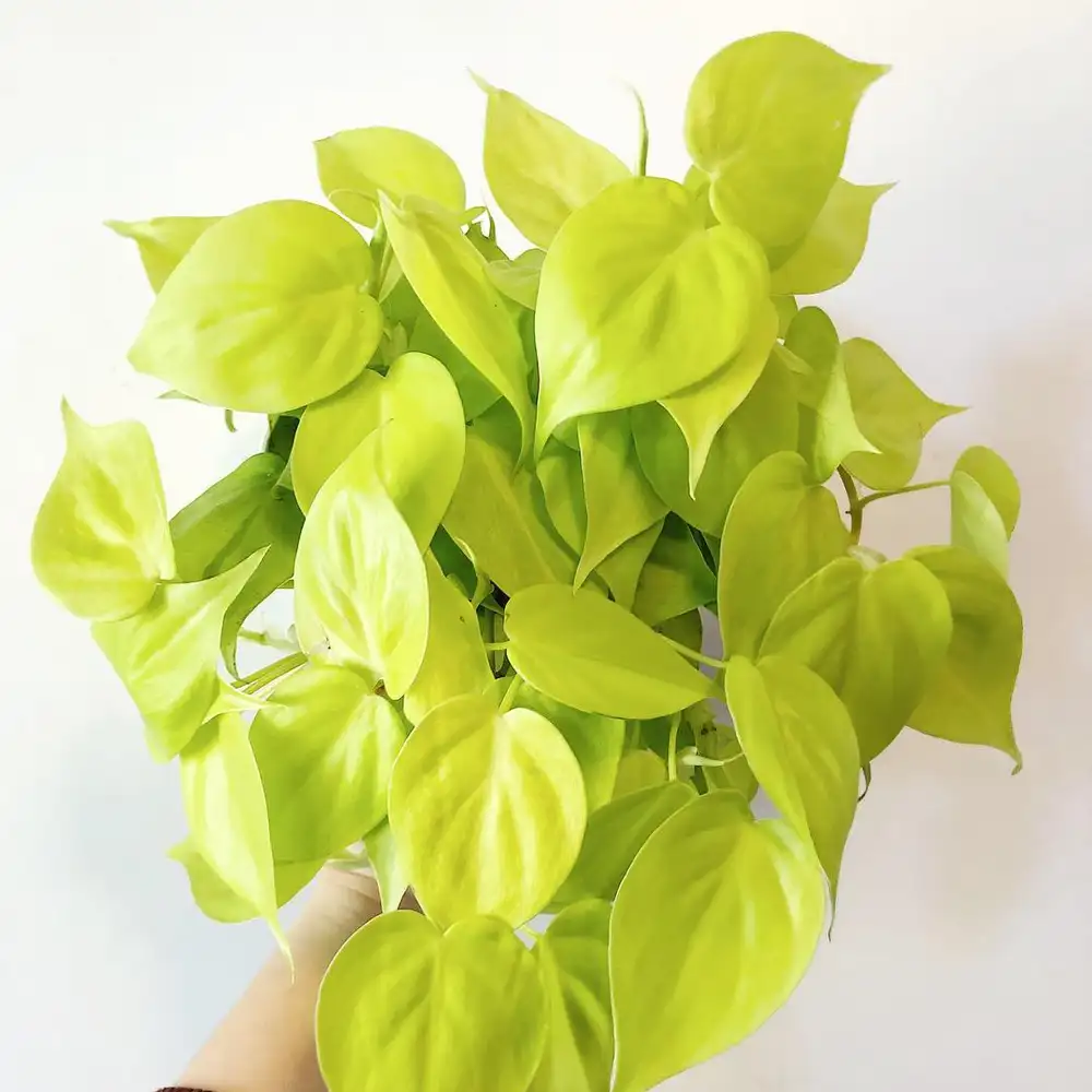 philodendron lemon lime