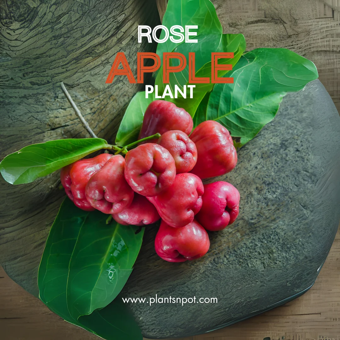 rose apple