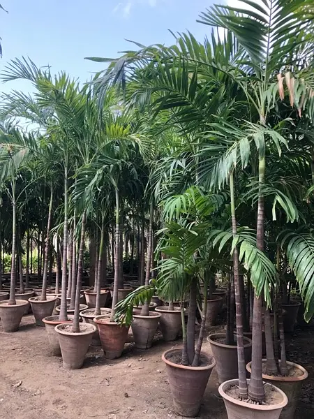 malaysianpalm