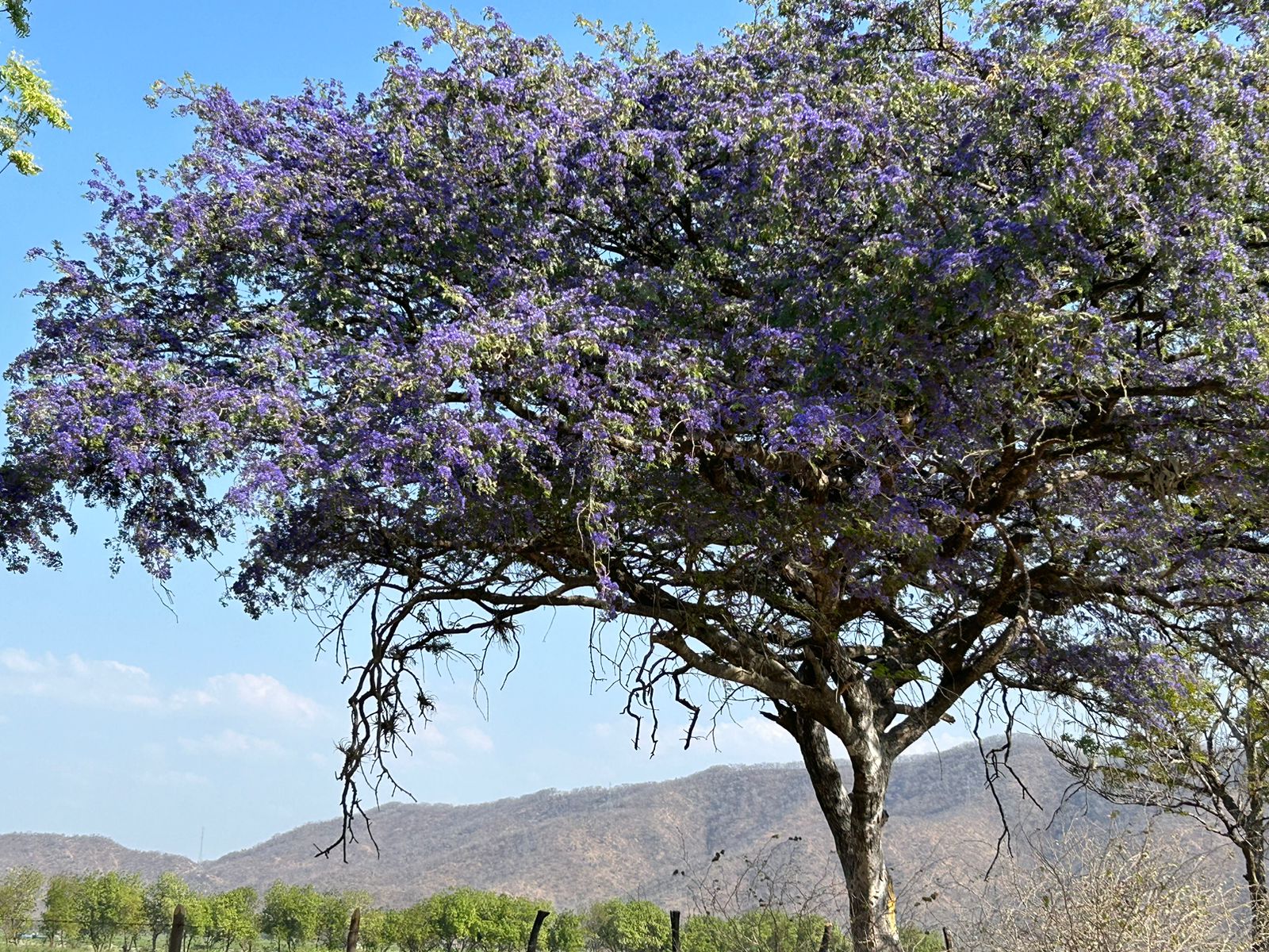 lignum flower tree