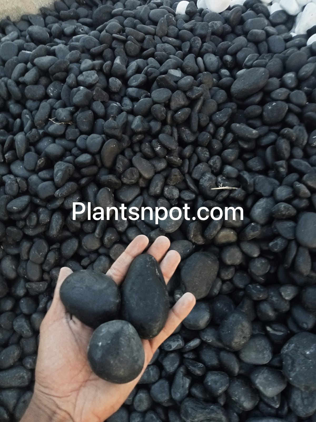 Black Stones- Plantsnpot.com